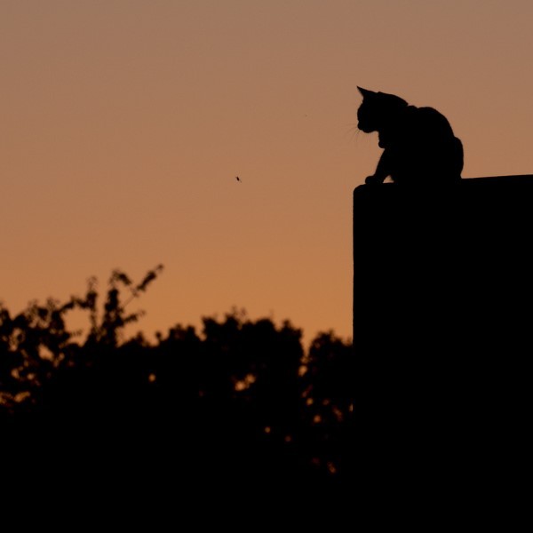 Panasonic Leica 100-400mm f/4-6.3 Lens Review: In-Depth Tests, Videos & Photo Samples