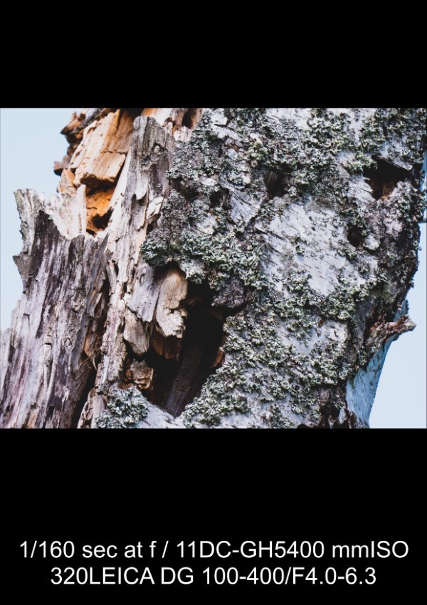 Panasonic Leica 100-400mm f/4-6.3 Lens Review: In-Depth Tests, Videos & Photo Samples