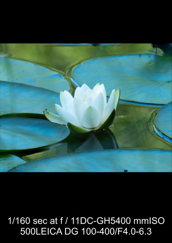 Panasonic Leica 100-400mm f/4-6.3 Lens Review: In-Depth Tests, Videos & Photo Samples