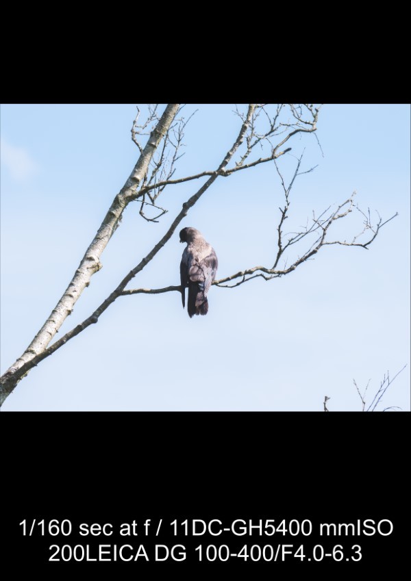 Panasonic Leica 100-400mm f/4-6.3 Lens Review: In-Depth Tests, Videos & Photo Samples