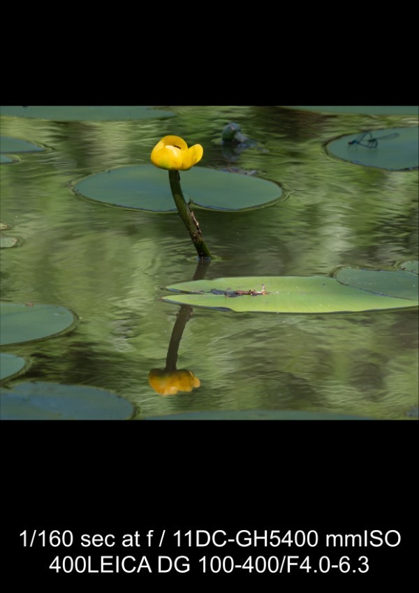 Panasonic Leica 100-400mm f/4-6.3 Lens Review: In-Depth Tests, Videos & Photo Samples