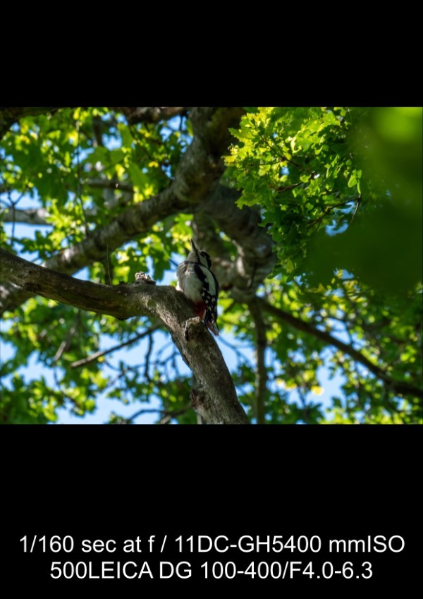 Panasonic Leica 100-400mm f/4-6.3 Lens Review: In-Depth Tests, Videos & Photo Samples