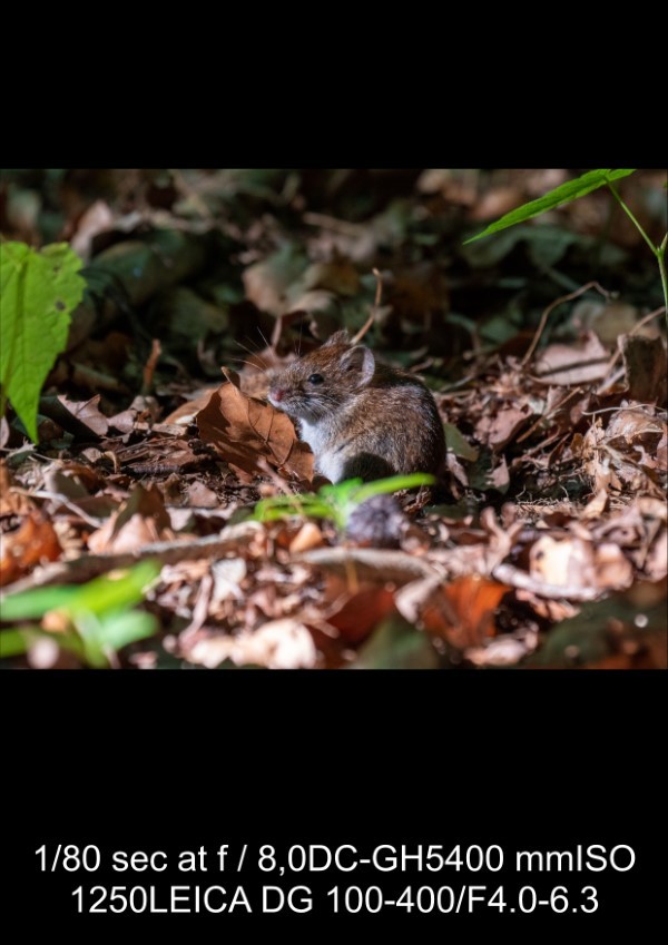 Panasonic Leica 100-400mm f/4-6.3 Lens Review: In-Depth Tests, Videos & Photo Samples