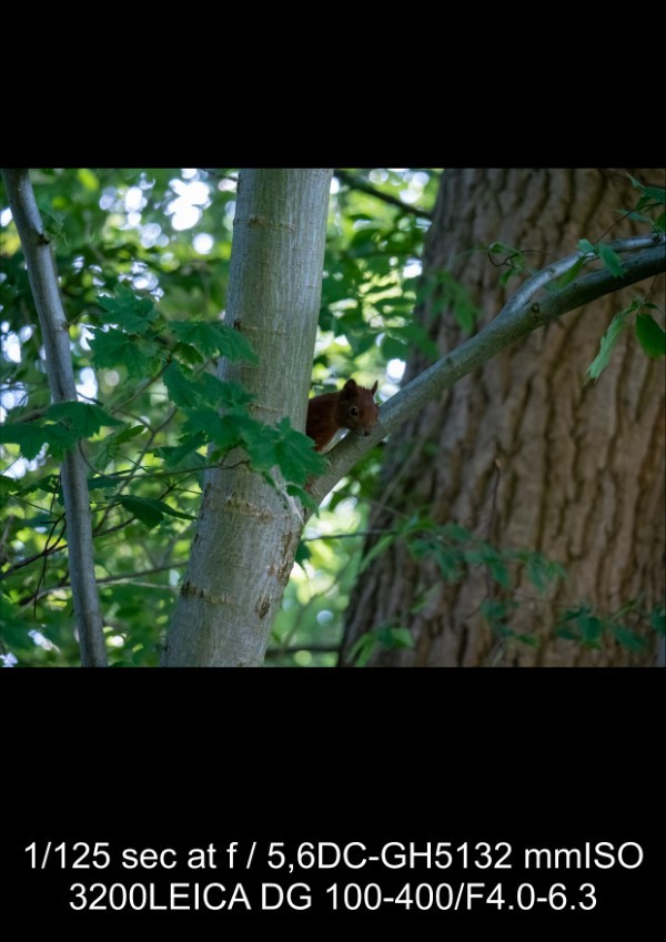 Panasonic Leica 100-400mm f/4-6.3 Lens Review: In-Depth Tests, Videos & Photo Samples