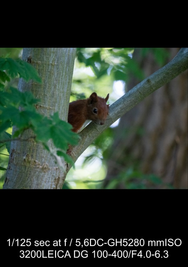 Panasonic Leica 100-400mm f/4-6.3 Lens Review: In-Depth Tests, Videos & Photo Samples