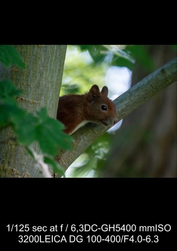 Panasonic Leica 100-400mm f/4-6.3 Lens Review: In-Depth Tests, Videos & Photo Samples