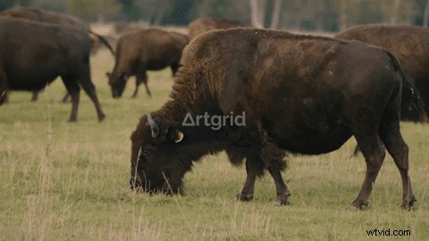 Focal Length Explained: Master It for Stunning Video Shots