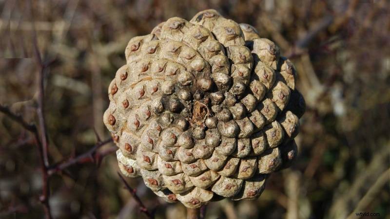 Unlocking the Divine Proportion: Mastering the Golden Ratio s Perfect Balance