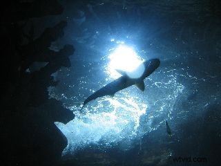 Capture Stunning Underwater Footage with Canon s WP-V1 Waterproof Case