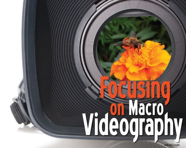 Master Macro Videography: Capture Stunning Micro Worlds in Video