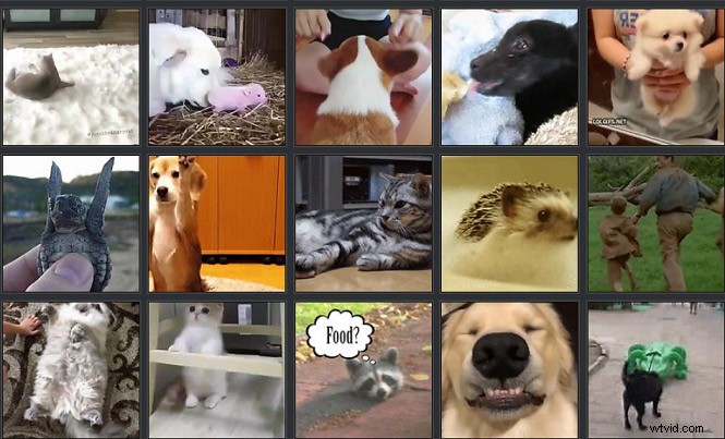 Top Websites for Adorable Animal GIFs & Videos – Guaranteed Smiles