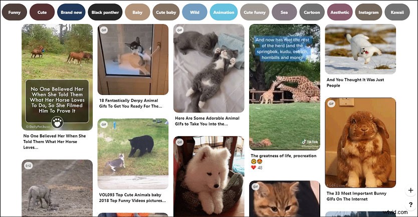 Top Websites for Adorable Animal GIFs & Videos – Guaranteed Smiles