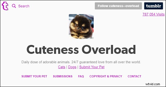 Top Websites for Adorable Animal GIFs & Videos – Guaranteed Smiles