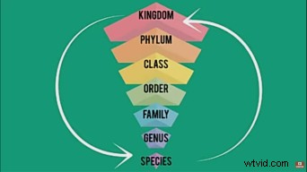 Master Visual Hierarchy in Videos: Boost Engagement and Views