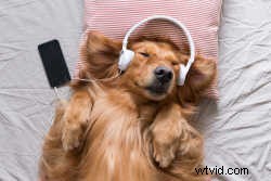 Elevate Your Videos: Top Background Music Picks for Every Mood