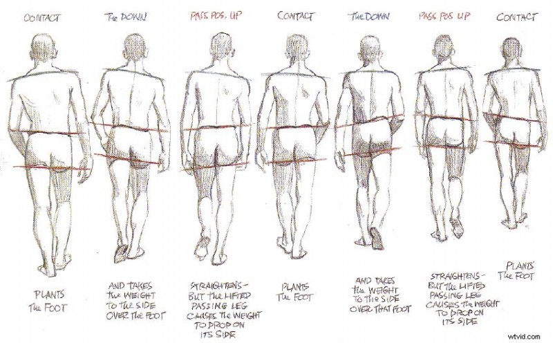 Master Walk Cycle Animation: Step-by-Step Guide for Beginners