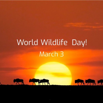 Ultimate Animaker Premium User Manual: Complete Guide & Checklist