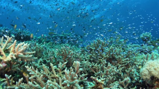 Apple Unveils Five Stunning New  Shot on iPhone 6  Videos