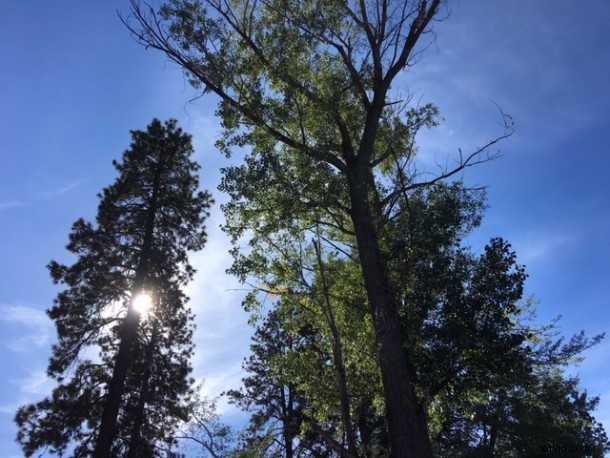 How to Easily Convert Live Photos to Still Images on iPhone