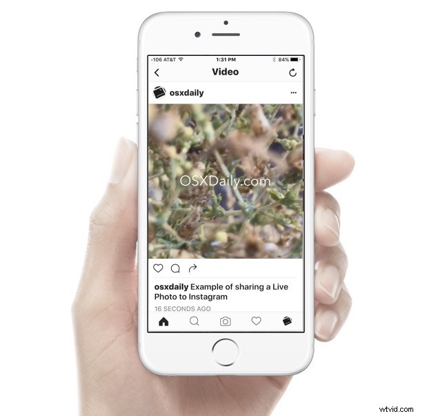 How to Share iPhone Live Photos on Instagram & Facebook: Step-by-Step Guide