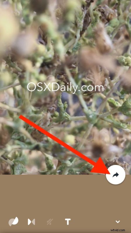 How to Share iPhone Live Photos on Instagram & Facebook: Step-by-Step Guide