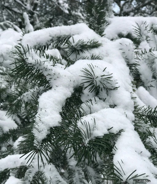 iPhone Portrait Mode: How to Capture Stunning Depth-Effect Photos