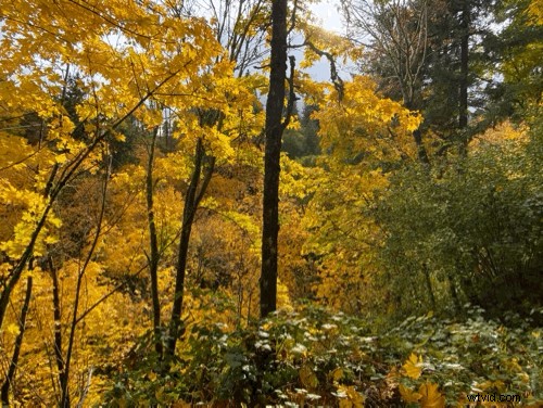 iPhone 11 & 11 Pro Ultra-Wide Camera Guide: Easy Steps for Stunning Wide-Angle Shots