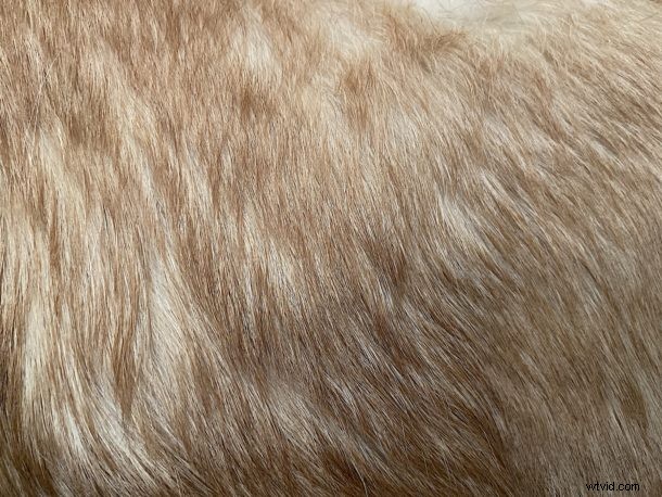 How to Unlock Deep Fusion on iPhone Camera: Capture Ultra-Detailed Photos