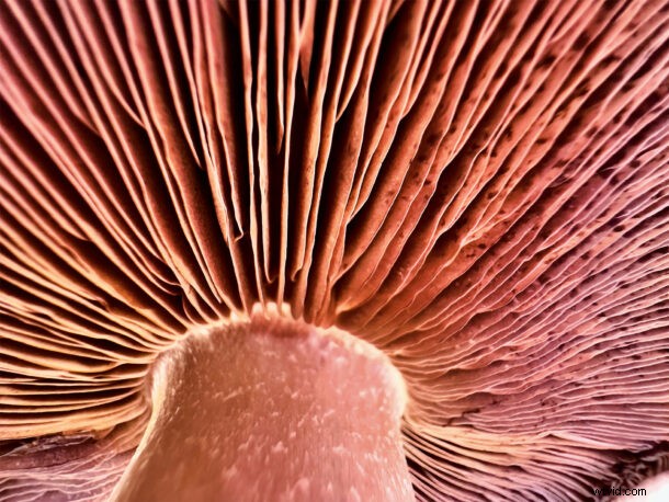 Master Stunning Macro Photography on iPhone 13 Pro: Easy Step-by-Step Guide