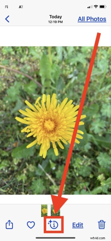 Unlock iPhone s Hidden Camera Feature: Instantly Identify Flowers, Plants & More