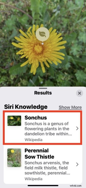 Unlock iPhone s Hidden Camera Feature: Instantly Identify Flowers, Plants & More