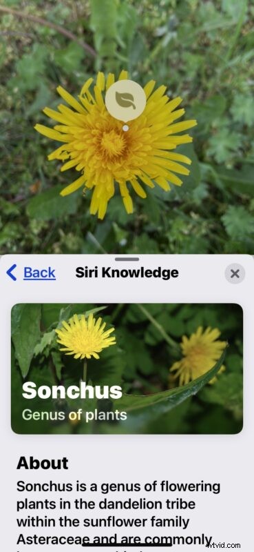 Unlock iPhone s Hidden Camera Feature: Instantly Identify Flowers, Plants & More