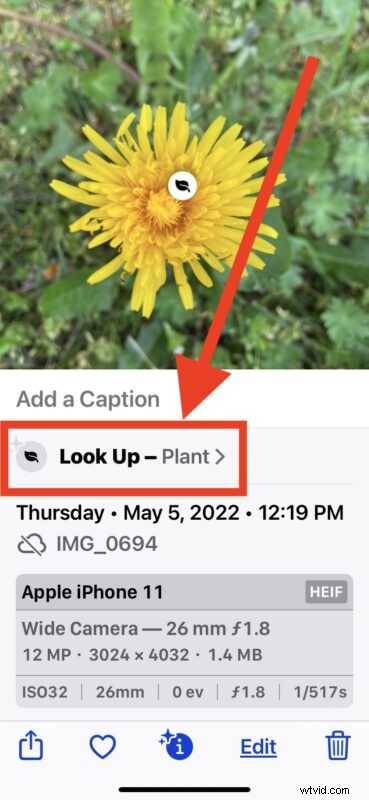 Unlock iPhone s Hidden Camera Feature: Instantly Identify Flowers, Plants & More