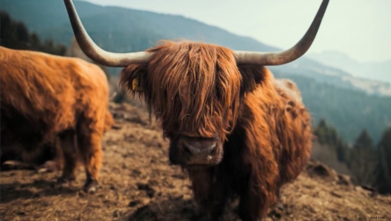 Master Photo Editing with LUTs: Complete Guide for Photoshop & Lightroom