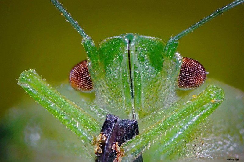 Nanoha 5X Super Macro Lens Review: Master Extreme Close-Up Photography