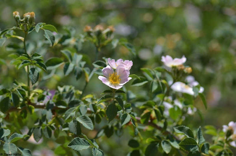 Nanoha 5X Super Macro Lens Review: Master Extreme Close-Up Photography