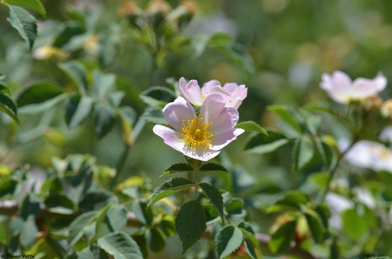 Nanoha 5X Super Macro Lens Review: Master Extreme Close-Up Photography