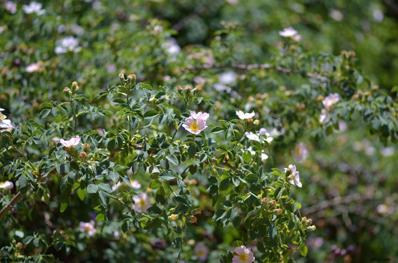 Nanoha 5X Super Macro Lens Review: Master Extreme Close-Up Photography