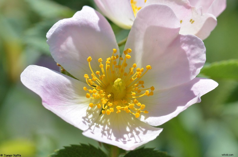 Nanoha 5X Super Macro Lens Review: Master Extreme Close-Up Photography