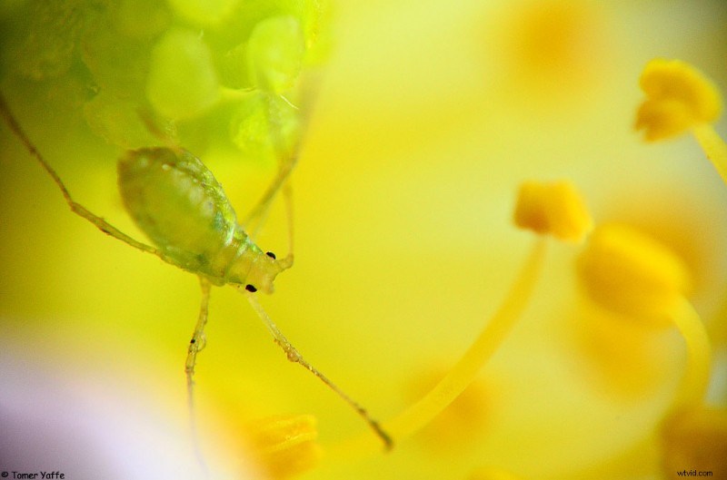 Nanoha 5X Super Macro Lens Review: Master Extreme Close-Up Photography