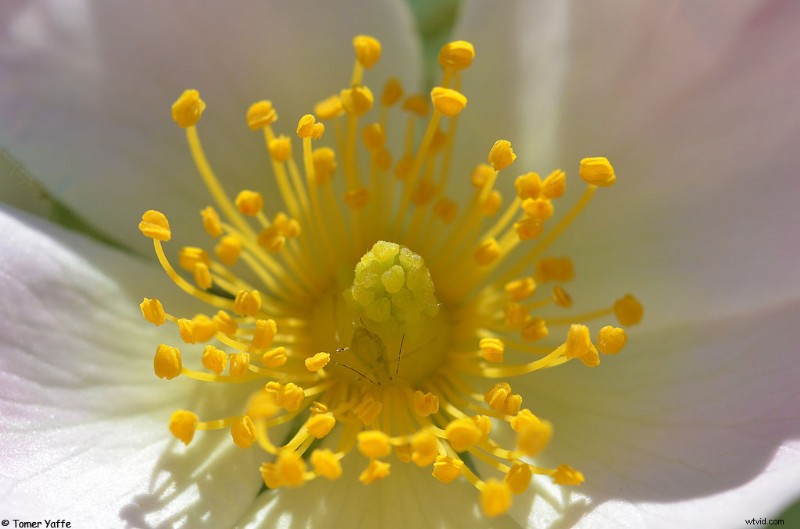 Nanoha 5X Super Macro Lens Review: Master Extreme Close-Up Photography