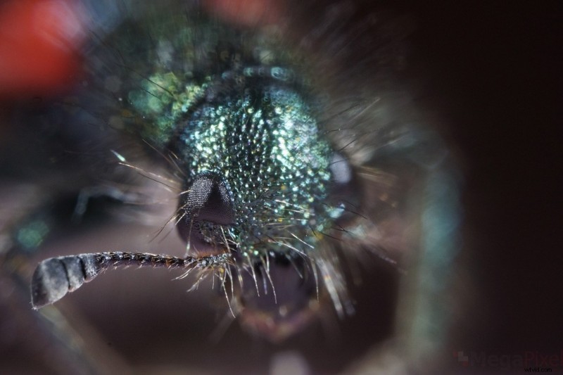 Nanoha 5X Super Macro Lens Review: Master Extreme Close-Up Photography