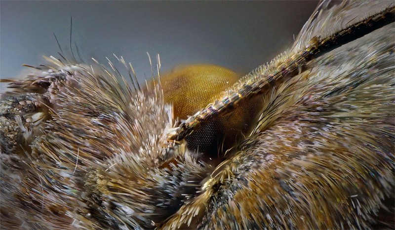 Nanoha 5X Super Macro Lens Review: Master Extreme Close-Up Photography