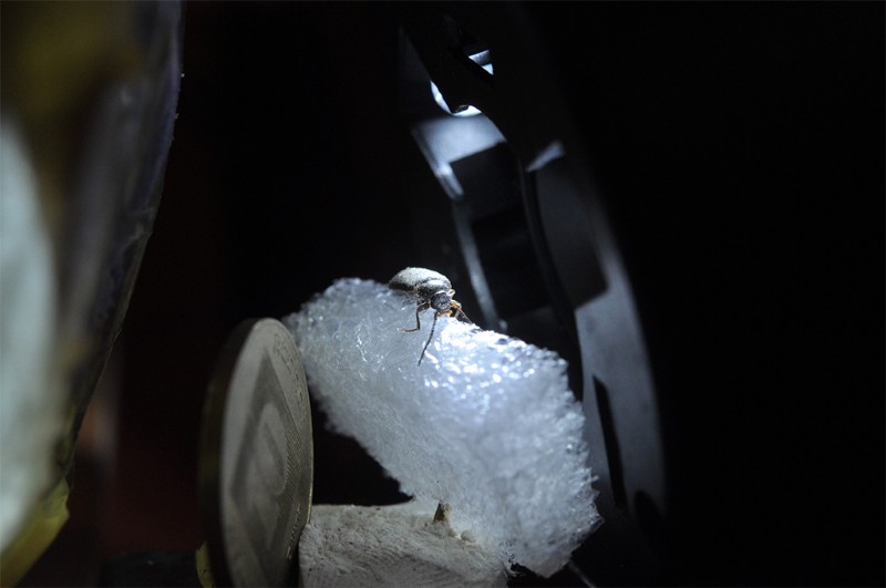 Nanoha 5X Super Macro Lens Review: Master Extreme Close-Up Photography