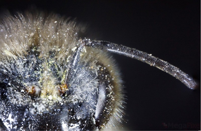 Nanoha 5X Super Macro Lens Review: Master Extreme Close-Up Photography