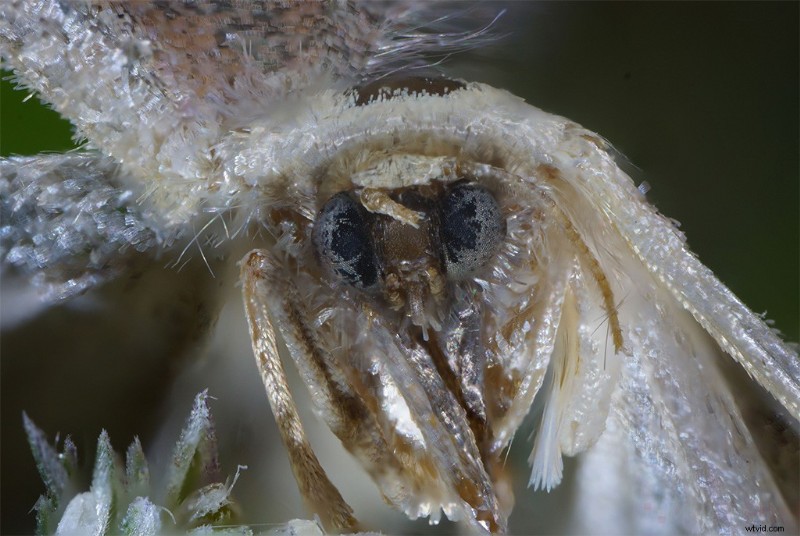 Nanoha 5X Super Macro Lens Review: Master Extreme Close-Up Photography