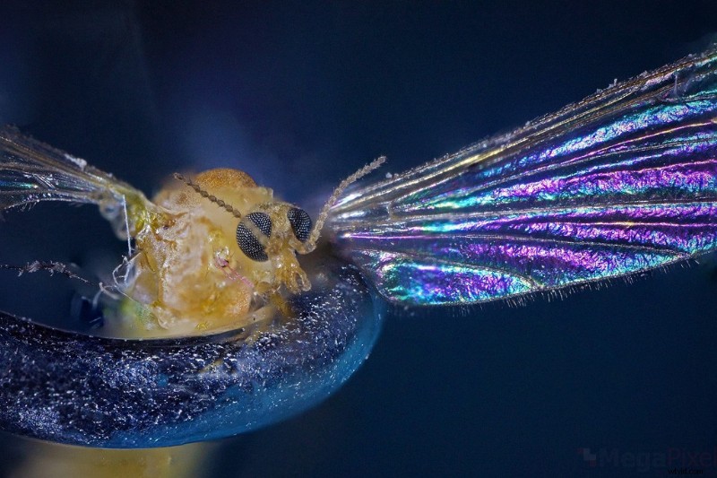 Nanoha 5X Super Macro Lens Review: Master Extreme Close-Up Photography