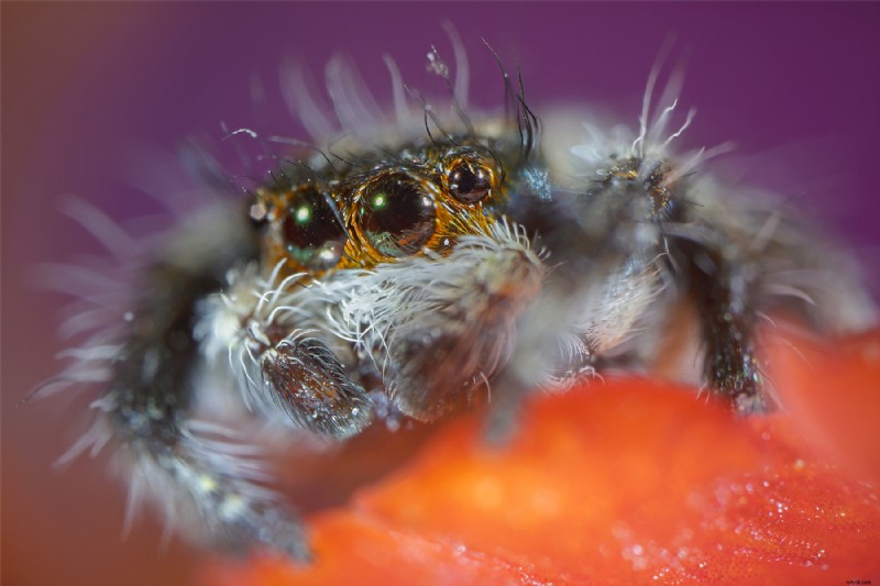 Nanoha 5X Super Macro Lens Review: Master Extreme Close-Up Photography