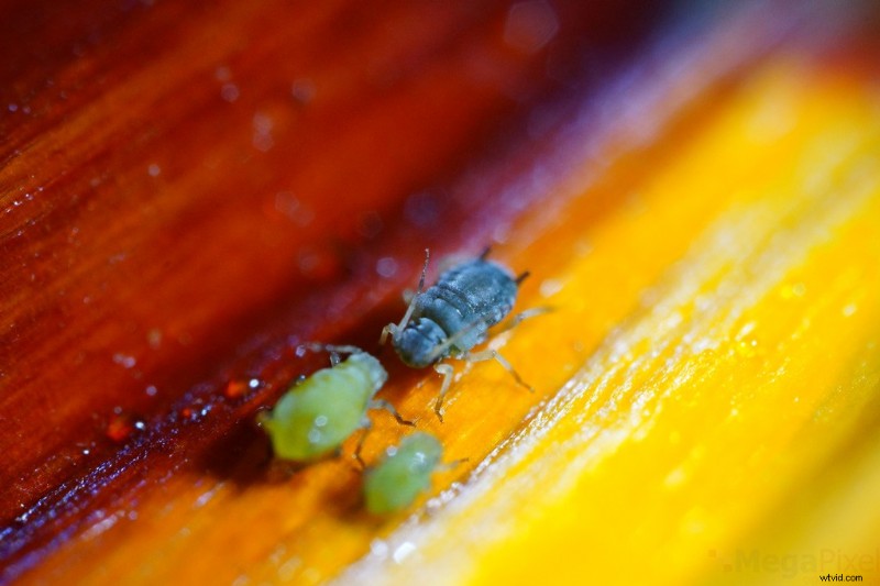 Nanoha 5X Super Macro Lens Review: Master Extreme Close-Up Photography