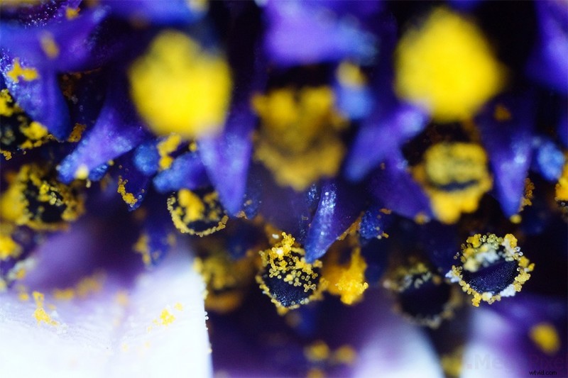 Nanoha 5X Super Macro Lens Review: Master Extreme Close-Up Photography